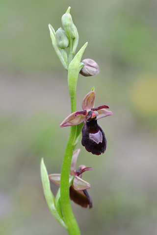 Ophrys drumana x insectifera