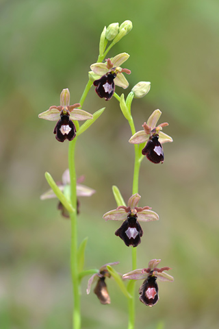 Ophrys drumana x insectifera