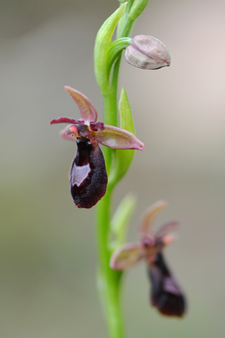 Ophrys drumana x insectifera