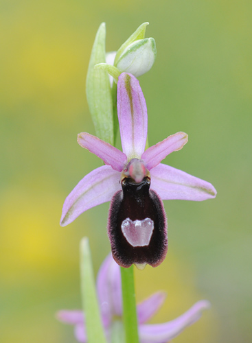 Ophrys drumana