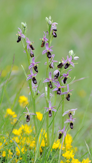 Ophrys drumana