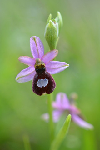 Ophrys drumana