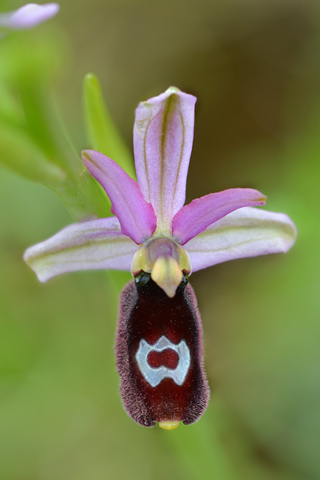 Ophrys drumana