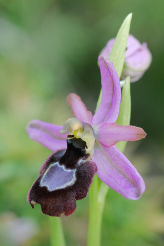 Ophrys drumana