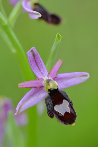 Ophrys drumana