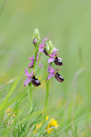 Ophrys drumana