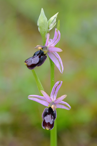 Ophrys drumana