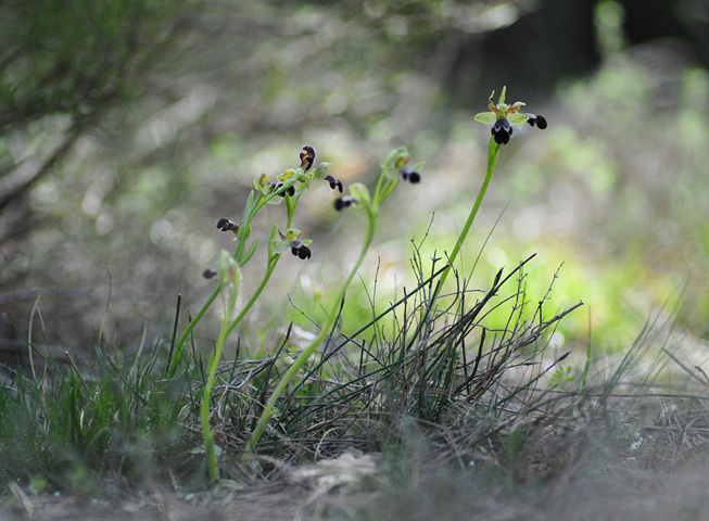 Ophrys dyris