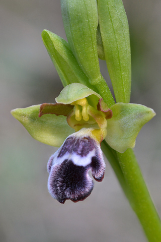 Ophrys dyris