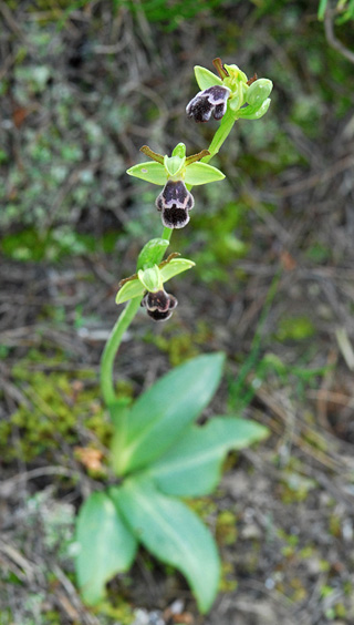 Ophrys dyris