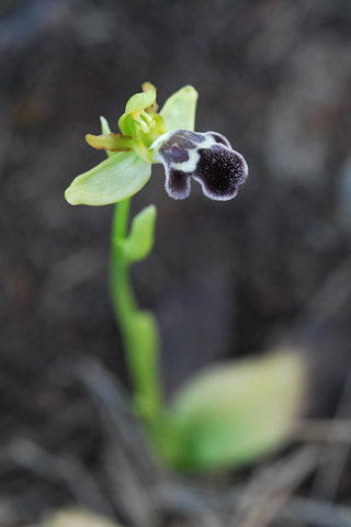 Ophrys dyris