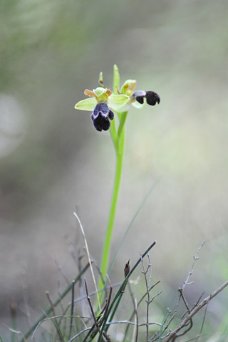 Ophrys dyris