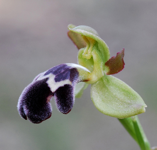 Ophrys dyris