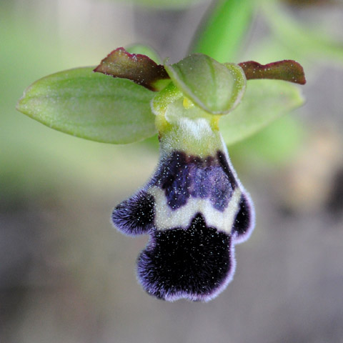 Ophrys dyris