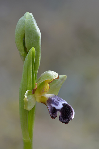 Ophrys dyris