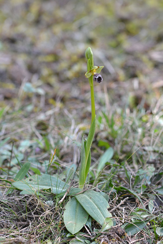 Ophrys dyris