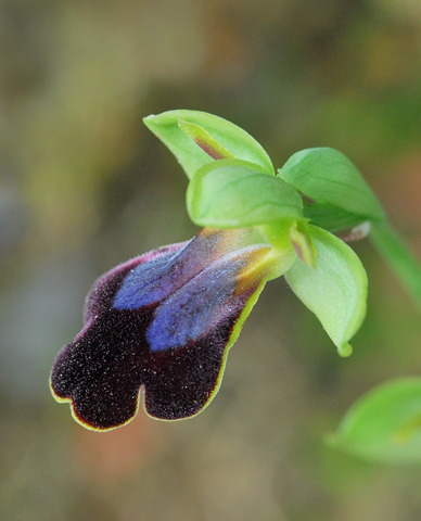 Ophrys eleonorae Ophrys eleonorae