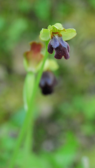 Ophrys eleonorae Ophrys eleonorae