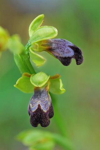Ophrys eleonorae Ophrys eleonorae