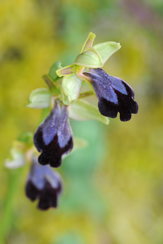 Ophrys eleonorae Ophrys eleonorae