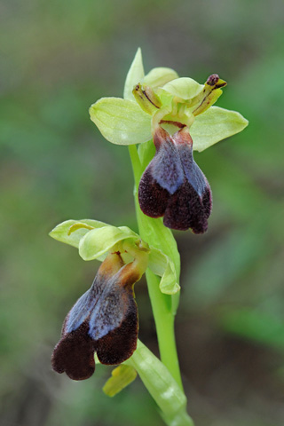Ophrys eleonorae Ophrys eleonorae