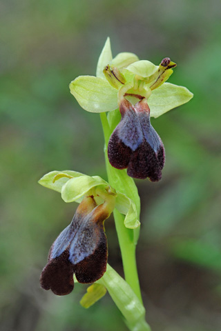 Ophrys eleonorae