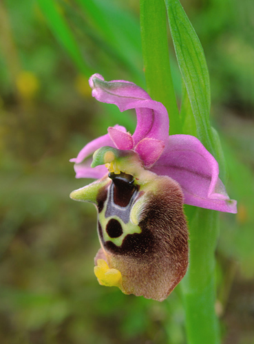 Ophrys episcopalis