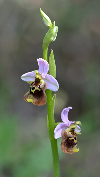 Ophrys episcopalis