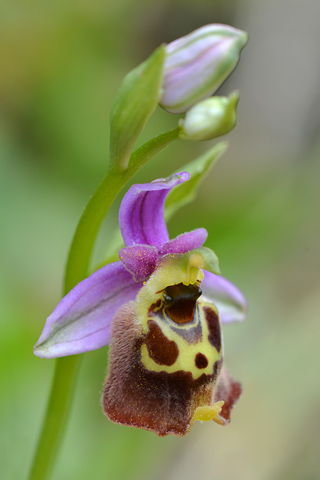 Ophrys episcopalis