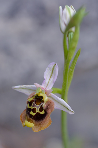 Ophrys episcopalis