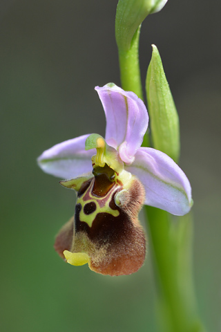 Ophrys episcopalis