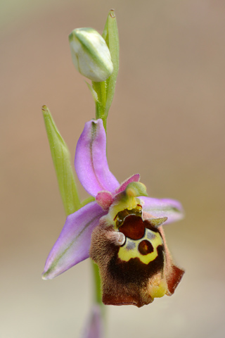 Ophrys episcopalis