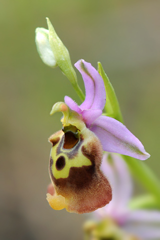 Ophrys episcopalis