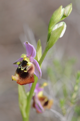 Ophrys episcopalis