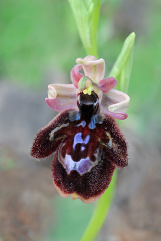 Ophrys ferrum-equinum x speculum