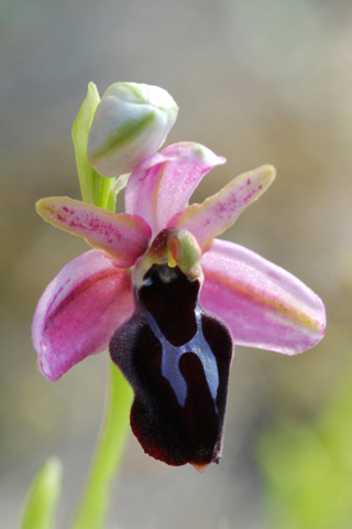 Ophrys ferrum-equinum x spruneri