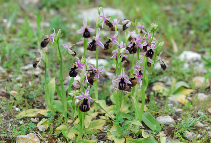 Ophrys ferrum-equinum
