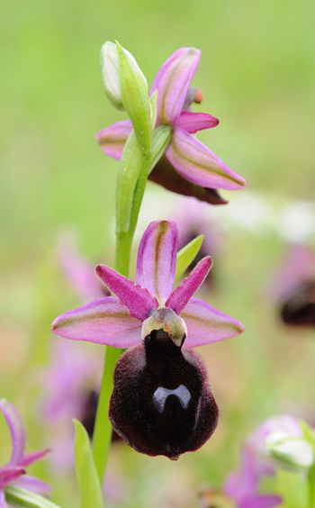Ophrys ferrum-equinum