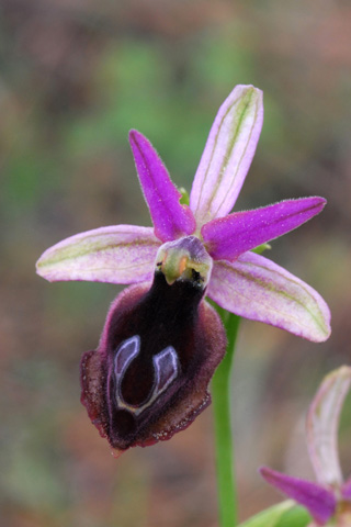 Ophrys ferrum-equinum