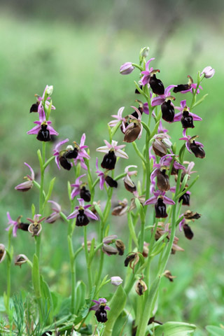 Ophrys ferrum-equinum