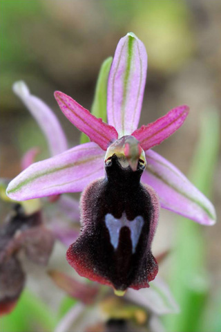 Ophrys ferrum-equinum