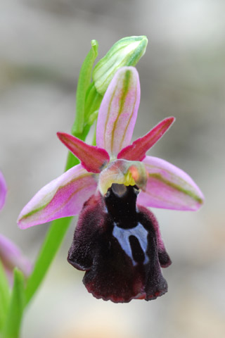 Ophrys ferrum-equinum