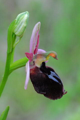 Ophrys ferrum-equinum