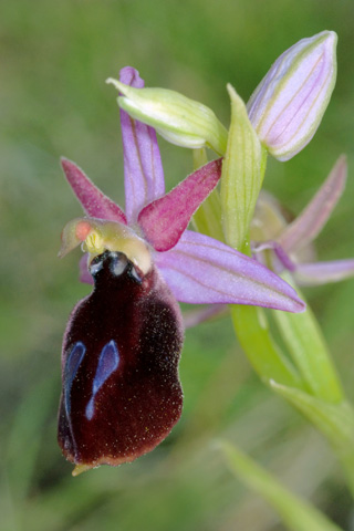 Ophrys ferrum-equinum