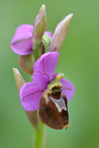 Ophrys aranifera x ficalhoana