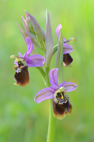 Ophrys ficalhoana x scolopax