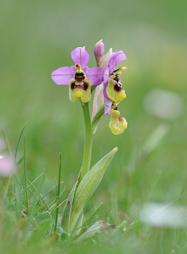 Ophrys ficalhoana