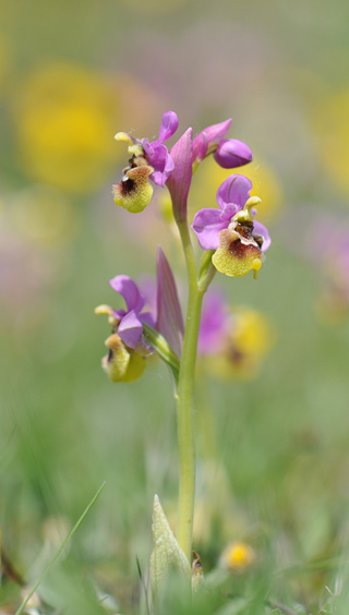 Ophrys ficalhoana