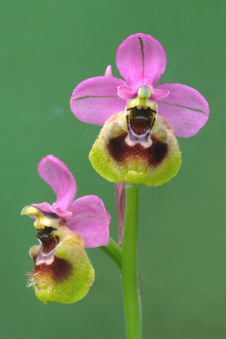 Ophrys ficalhoana