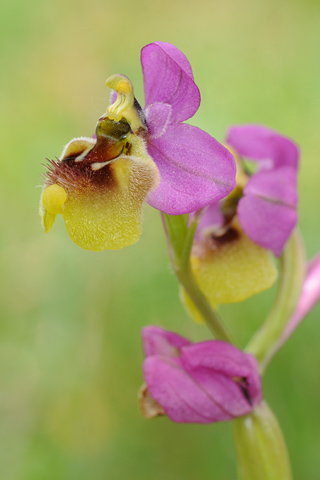 Ophrys ficalhoana